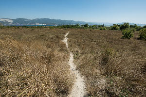 В Суджукской лагуне Новороссийска уничтожают краснокнижные растения. Кто и что там строит?
