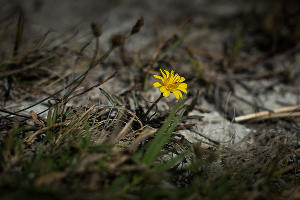 В Суджукской лагуне Новороссийска уничтожают краснокнижные растения. Кто и что там строит?