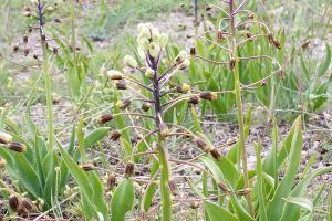 В Суджукской лагуне Новороссийска уничтожают краснокнижные растения. Кто и что там строит?