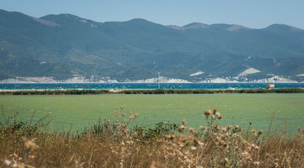 В Суджукской лагуне Новороссийска уничтожают краснокнижные растения. Кто и что там строит?