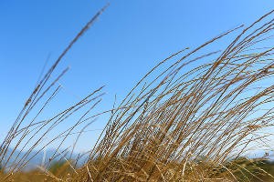 В Суджукской лагуне Новороссийска уничтожают краснокнижные растения. Кто и что там строит?