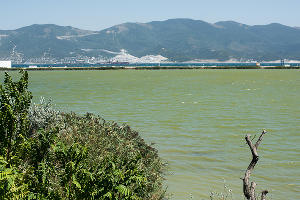 В Суджукской лагуне Новороссийска уничтожают краснокнижные растения. Кто и что там строит?