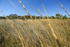 В Суджукской лагуне Новороссийска уничтожают краснокнижные растения. Кто и что там строит?
