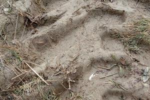 В Суджукской лагуне Новороссийска уничтожают краснокнижные растения. Кто и что там строит?