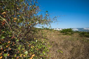В Суджукской лагуне Новороссийска уничтожают краснокнижные растения. Кто и что там строит?