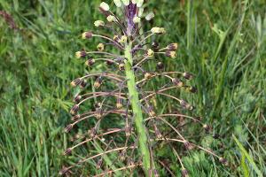 В Суджукской лагуне Новороссийска уничтожают краснокнижные растения. Кто и что там строит?