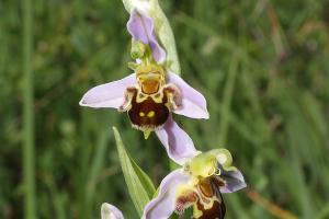 В Суджукской лагуне Новороссийска уничтожают краснокнижные растения. Кто и что там строит?