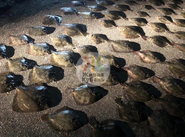 Когда сало надоело: украинцев поймали на вылове камбалы в Азовском море Когда сало надоело: украинцев поймали на вылове камбалы в Азовском море