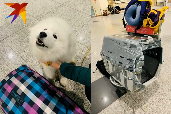 В Сочи сотрудник аэропорта уронил клетку с собакой