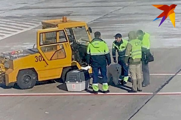 В Сочи сотрудник аэропорта уронил клетку с собакой