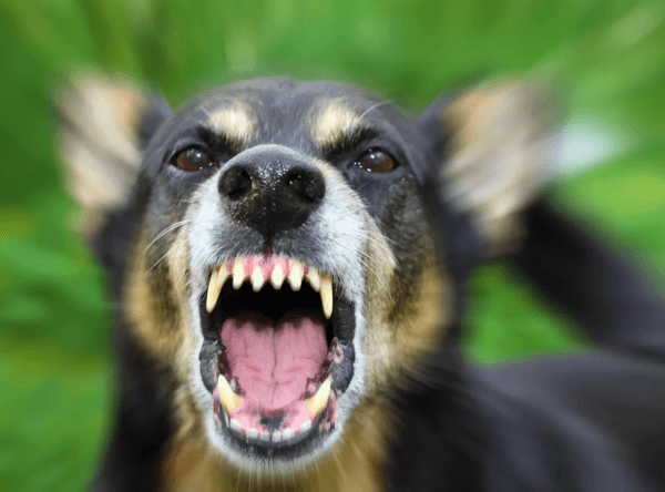 Бродячие собаки атакуют жителей Усть-Лабинска Бродячие собаки атакуют жителей Усть-Лабинска