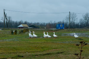 Белореченск &mdash; не помойка. Что происходит на мусорном полигоне и чем недовольны жители