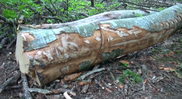 Не руби с плеча: житель Кубани незаконно “ПРИХВАТИизировал” деревья Не руби с плеча: житель Кубани незаконно “ПРИХВАТИизировал” деревья