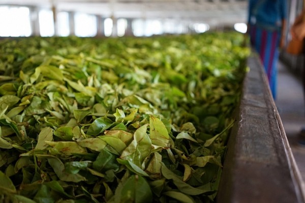 В Белореченске до конца 2020 года реконструируют чайную фабрику В Белореченске до конца 2020 года реконструируют чайную фабрику