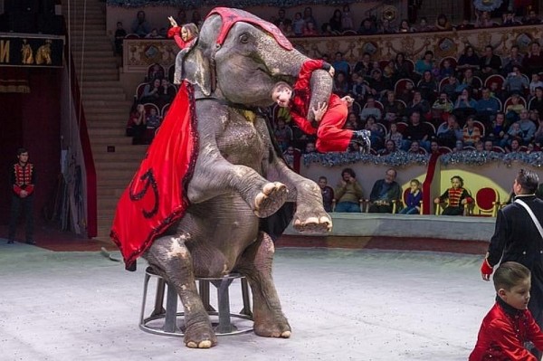 
            В Краснодарском цирке проходят гастроли международного шоу &laquo;Планета слонов&raquo;                    