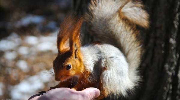 В начале недели на Кубани потеплеет до 13 °С