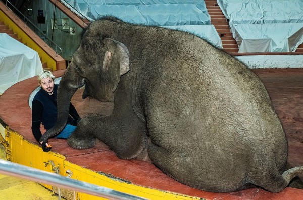 В Сочинском цирке две слонихи на карантине репетируют новый комедийный номер