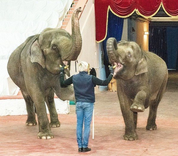 В Сочинском цирке две слонихи на карантине репетируют новый комедийный номер
