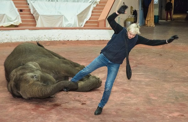 В Сочинском цирке две слонихи на карантине репетируют новый комедийный номер