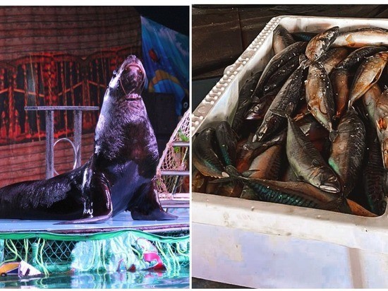 Артисты без работы, животные без еды: в Краснодаре просит помощи труппа “Цирка на воде” Артисты без работы, животные без еды: в Краснодаре просит помощи труппа “Цирка на воде”