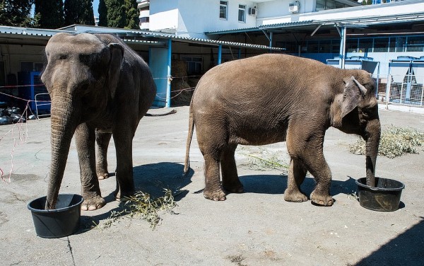 В Сочинском цирке две слонихи на карантине репетируют новый комедийный номер