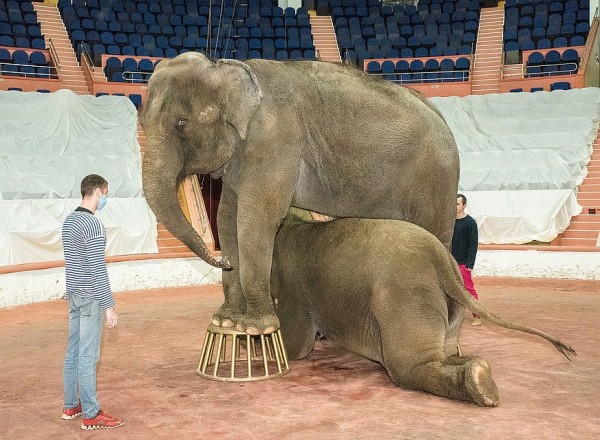 В Сочинском цирке две слонихи на карантине репетируют новый комедийный номер