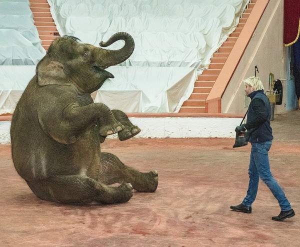 В Сочинском цирке две слонихи на карантине репетируют новый комедийный номер