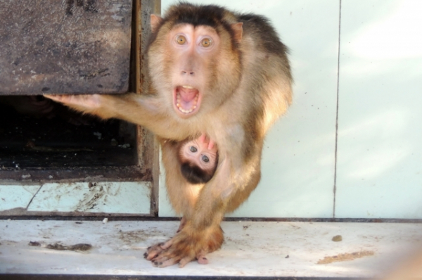 На них испытают лекарство от COVID-19. Как живут приматы, служащие науке