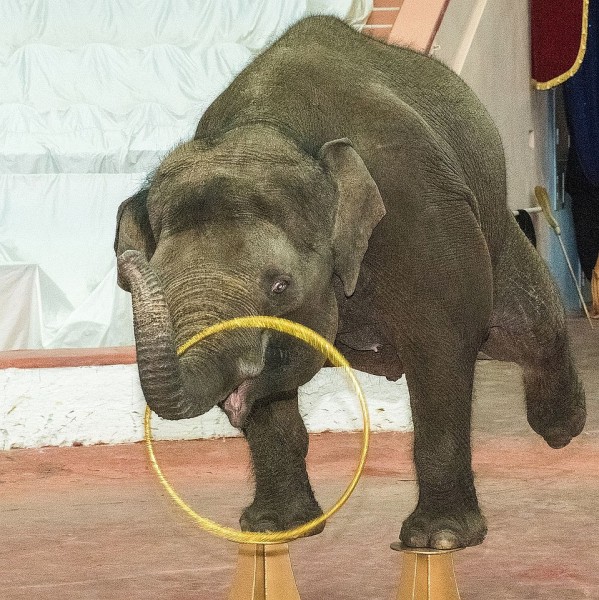 В Сочинском цирке две слонихи на карантине репетируют новый комедийный номер