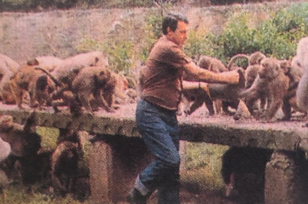 На них испытают лекарство от COVID-19. Как живут приматы, служащие науке