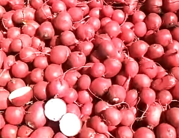 Почему кубанские фермеры оставляют урожай в поле? Почему кубанские фермеры оставляют урожай в поле?