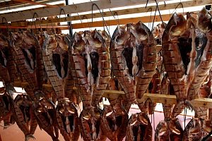 
            АПК Кубани: инвестиции дали мощные всходы                    