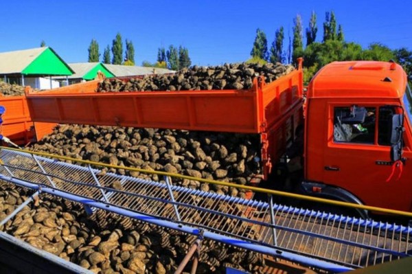 
            АПК Кубани: инвестиции дали мощные всходы                    