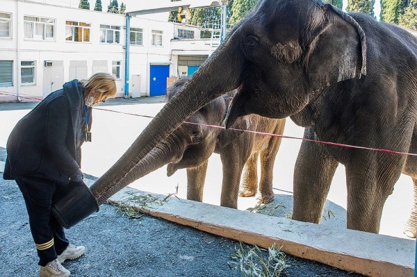 В Сочинском цирке две слонихи на карантине репетируют новый комедийный номер
