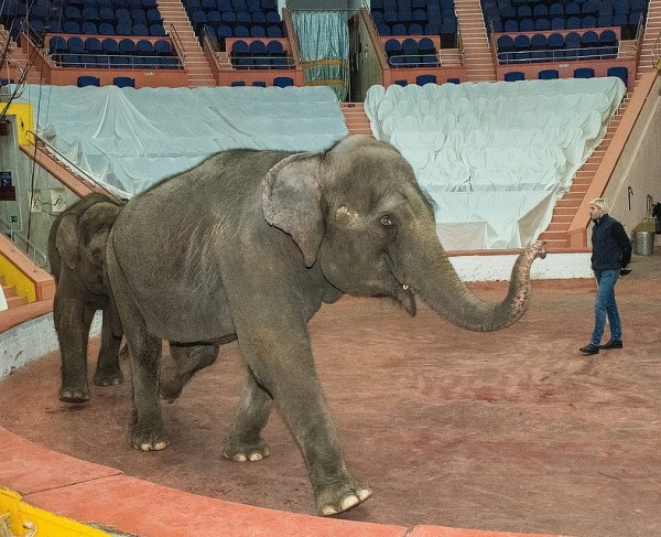 В Сочинском цирке две слонихи на карантине репетируют новый комедийный номер