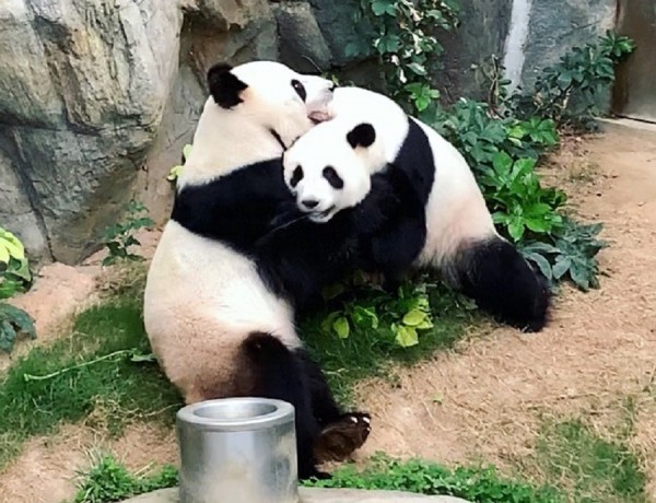 Без людей: в закрытом зоопарке Гонконга сошлись две «несговорчивые» панды Без людей: в закрытом зоопарке Гонконга сошлись две «несговорчивые» панды