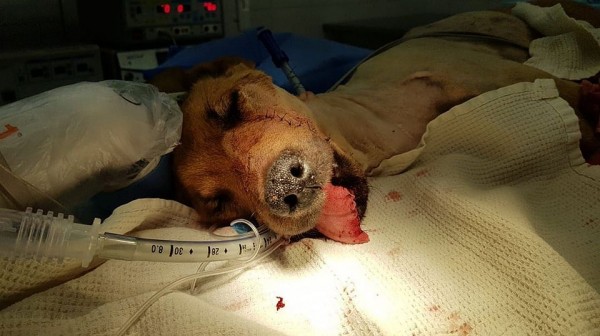 Хуже зверя: в Геленджике разыскивают живодера, который несколько раз выстрелил собаке в пасть