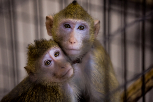 Как будут испытывать вакцину от коронавируса на сочинских обезьянах Как будут испытывать вакцину от коронавируса на сочинских обезьянах