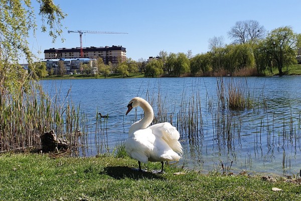 &laquo;Клюет и не дает в воду ступить&raquo;: в Горячем Ключе лебедь Григорий подмял под себя всю живность в округе