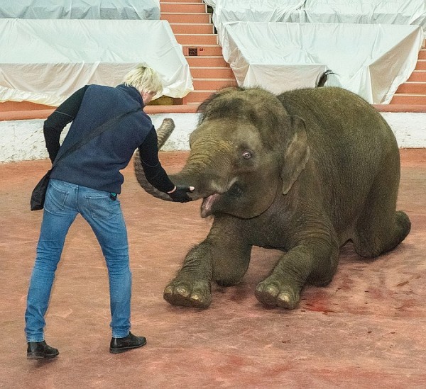В Сочинском цирке две слонихи на карантине репетируют новый комедийный номер