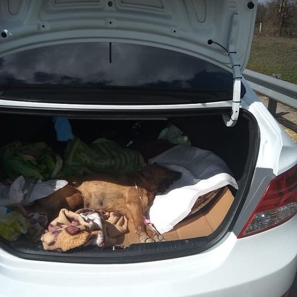 Хуже зверя: в Геленджике разыскивают живодера, который несколько раз выстрелил собаке в пасть