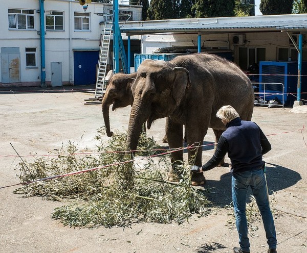 В Сочинском цирке две слонихи на карантине репетируют новый комедийный номер