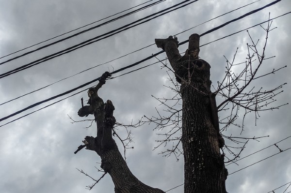 Формовочная или санитарная? Как происходит обрезка деревьев в Краснодаре Формовочная или санитарная? Как происходит обрезка деревьев в Краснодаре