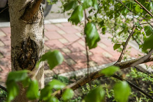 Формовочная или санитарная? Как происходит обрезка деревьев в Краснодаре Формовочная или санитарная? Как происходит обрезка деревьев в Краснодаре