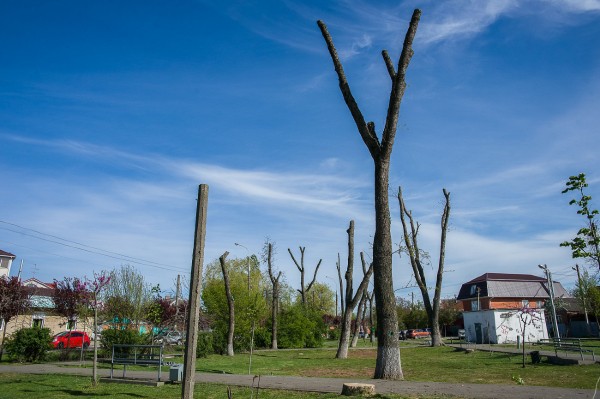 Формовочная или санитарная? Как происходит обрезка деревьев в Краснодаре Формовочная или санитарная? Как происходит обрезка деревьев в Краснодаре