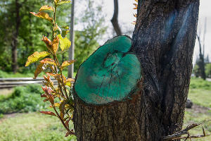 Формовочная или санитарная? Как происходит обрезка деревьев в Краснодаре Формовочная или санитарная? Как происходит обрезка деревьев в Краснодаре