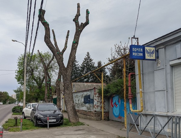 Формовочная или санитарная? Как происходит обрезка деревьев в Краснодаре Формовочная или санитарная? Как происходит обрезка деревьев в Краснодаре