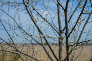 Формовочная или санитарная? Как происходит обрезка деревьев в Краснодаре Формовочная или санитарная? Как происходит обрезка деревьев в Краснодаре