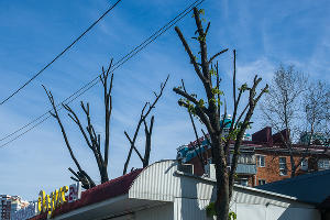 Формовочная или санитарная? Как происходит обрезка деревьев в Краснодаре Формовочная или санитарная? Как происходит обрезка деревьев в Краснодаре