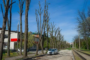 Формовочная или санитарная? Как происходит обрезка деревьев в Краснодаре Формовочная или санитарная? Как происходит обрезка деревьев в Краснодаре